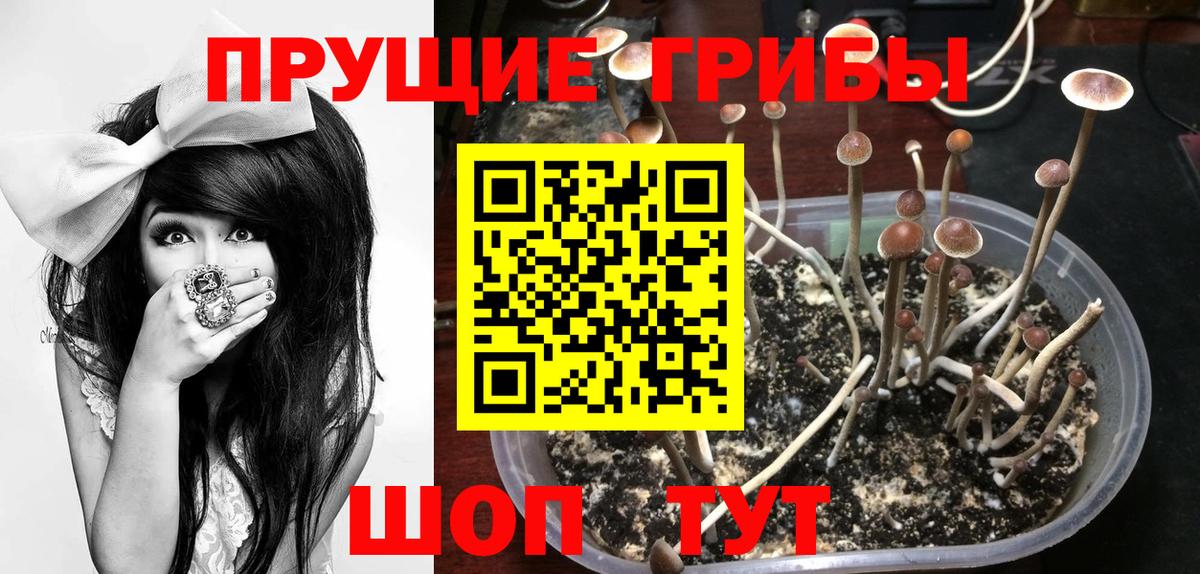 купить наркотик  Псилоцибиновые грибы прущие грибы  Вход с VPN  Кандалакша 